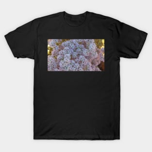 White and Pink Australian Wildflowers T-Shirt